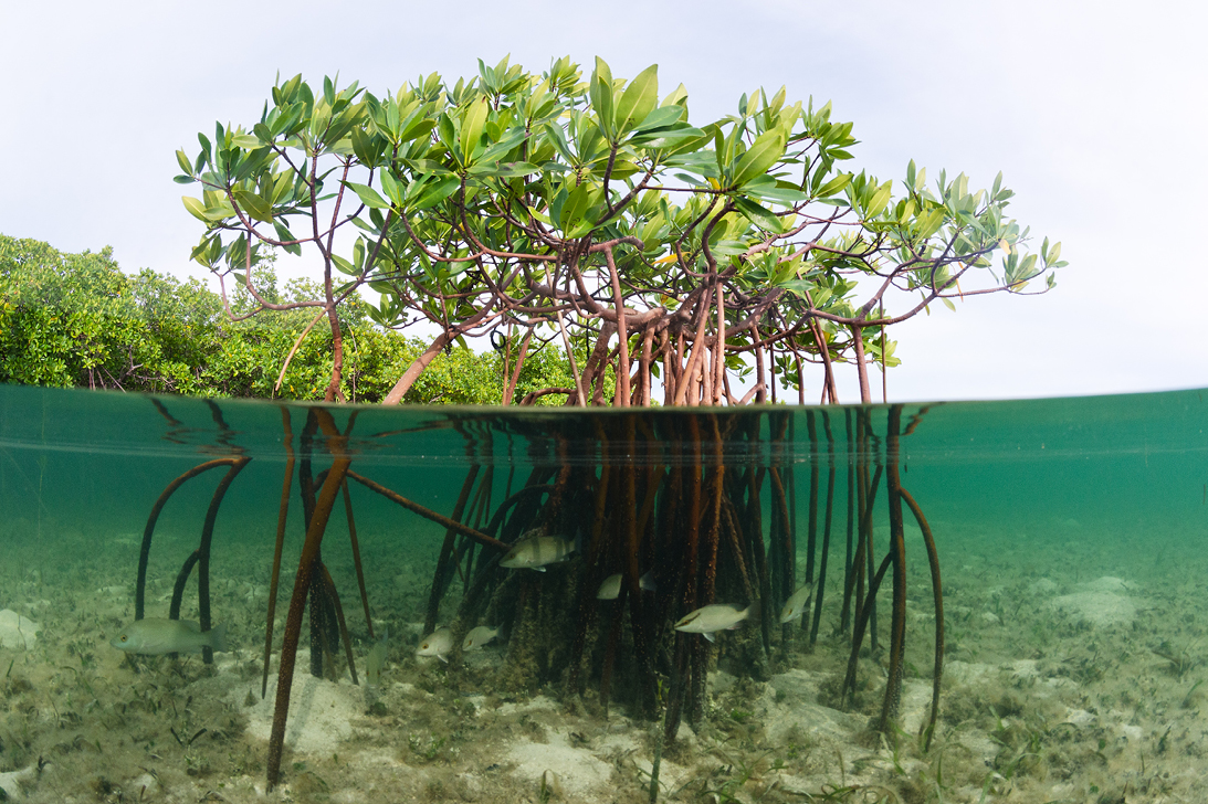 A Blue Carbon future: how innovative thinking aims to increase coastal resilience and meet climate targets