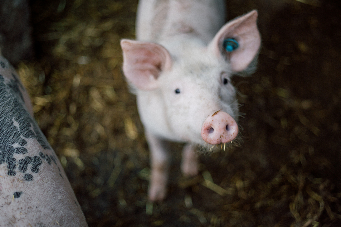African swine fever: how husbandry can help reduce the risk