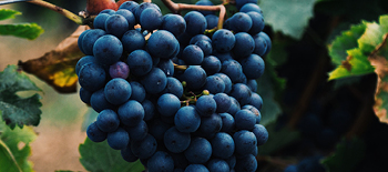 Blueberries in a person's hands