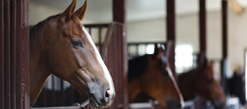 Back under starter's orders: how horses were cared for during the COVID-19 lockdown