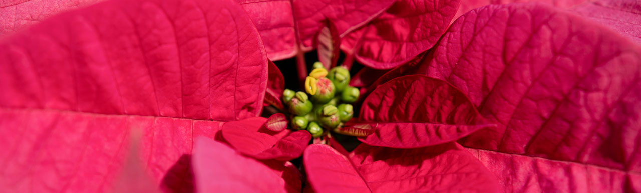 Protecting poinsettias_1280x385 Protecting poinsettias_1280x385