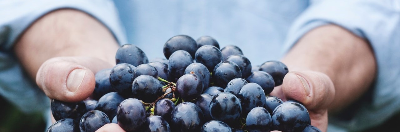 Blueberries in a person's hands Blueberries in a person's hands