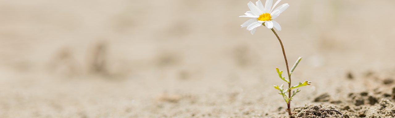 A white flower blooming and standing in desert A white flower blooming and standing in desert