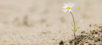 Crisis management; building corporate resilience