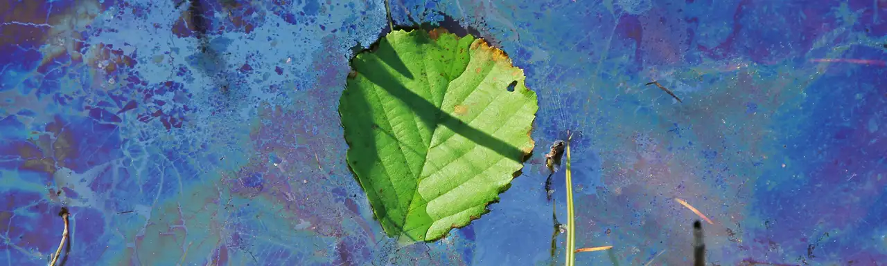 A leaf floating on adulterated water A leaf floating on adulterated water