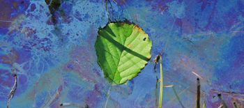 Let&rsquo;s Talk - Environmental risks for the food, beverage and agriculture sector