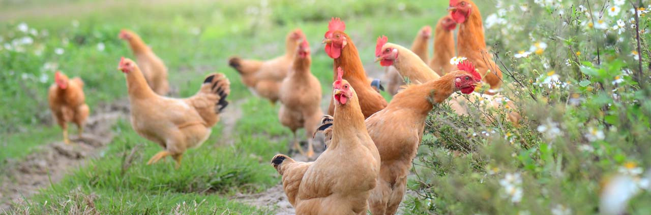 avian flu