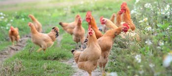 Avian flu; managing a deadly risk