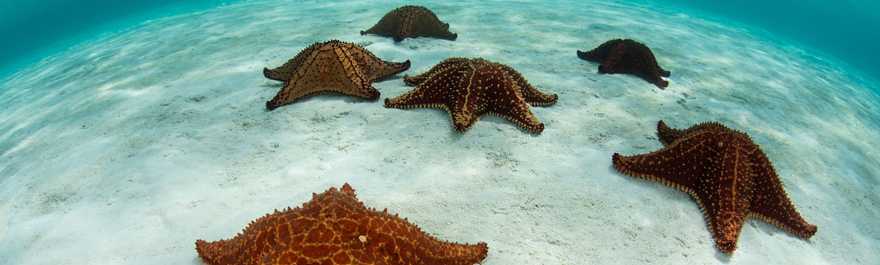 Innovative financing eases debt while funding ocean conservation Innovative financing eases debt while funding ocean conservation