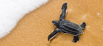 Are 'blue bonds' causing a sea change in marine conservation?