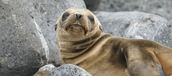 Marine conservation-linked bonds evolve to protect Galapagos Marine Reserve Marine conservation-linked bonds evolve to protect Galapagos Marine Reserve