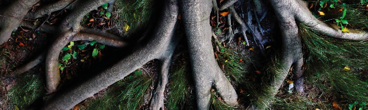 Tree roots