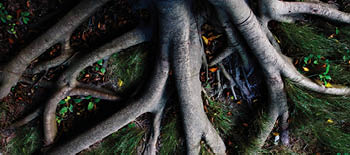 Tree roots Tree roots