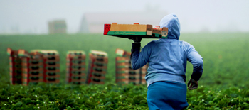 Labor in Agriculture: Building resiliency for Western communities and partners
&nbsp;